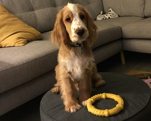 Introducing Danny, the Cocker Spaniel!