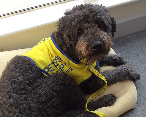 Meet Polo, Our Pets as Therapy Dog