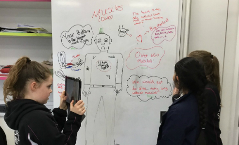 Investigating the muscular system