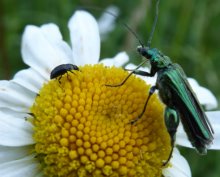 Biology Prizewinning Photos