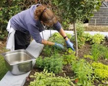 From Garden to Plate