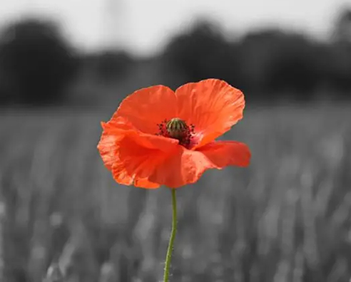 Bedford Girls’ School Remembers